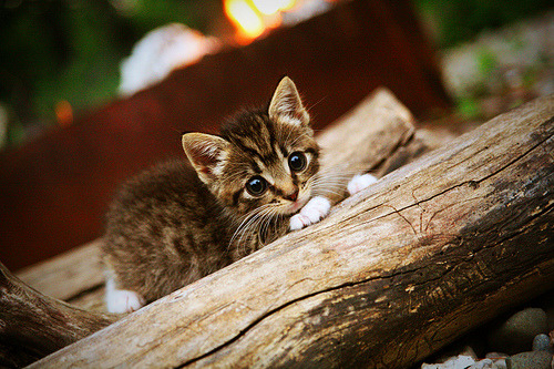 “马科斯·莫奇的高强度防守与全场覆盖，推动阿根廷美洲狮队迈向顶级行列”